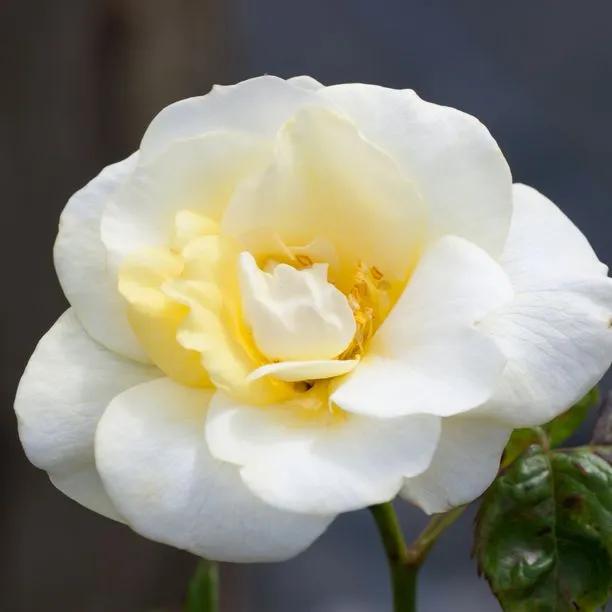 Gardeners' Glory Climbing Rose (Rosa Gardeners' Glory) 1